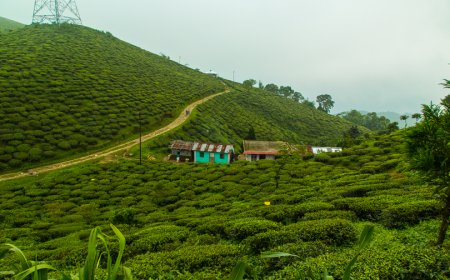 Affordable Darjeeling Escapes: Travel Tips for Budget Travelers