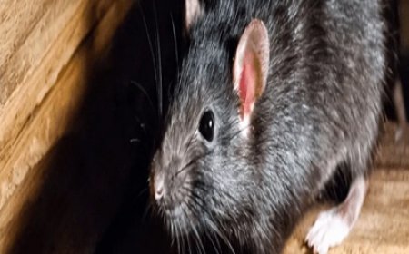 Common Entry Points Rats Use to Invade Your Home