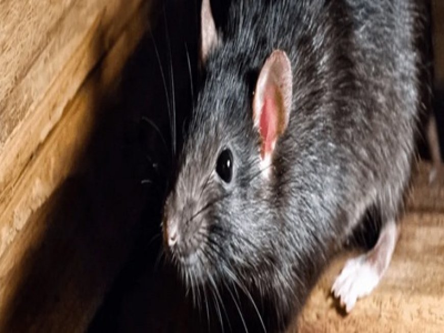 Common Entry Points Rats Use to Invade Your Home