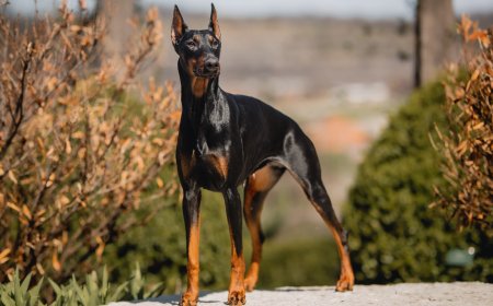 Professionally Trained Doberman for Sale: The Ultimate in Executive Protection Dogs