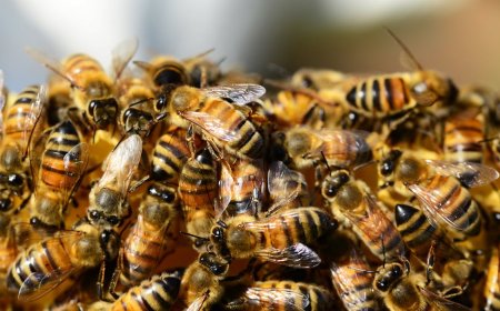 Why Professional Beehive Removal Is Worth the Investment
