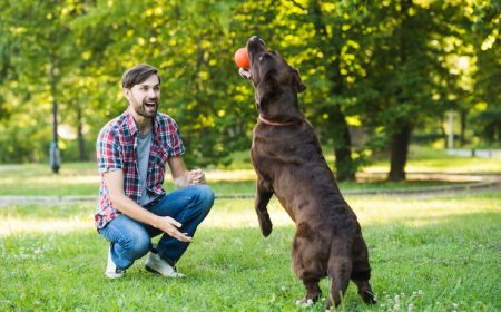 Looking for Dog Training Services in LA? Try In-Home Coaching