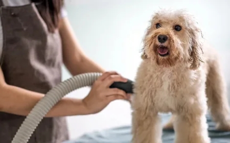 Launching a Franchise in Texas Successfully