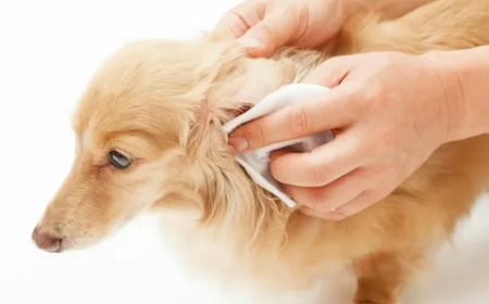 Top Benefits of Regular Dog Ear Cleaning