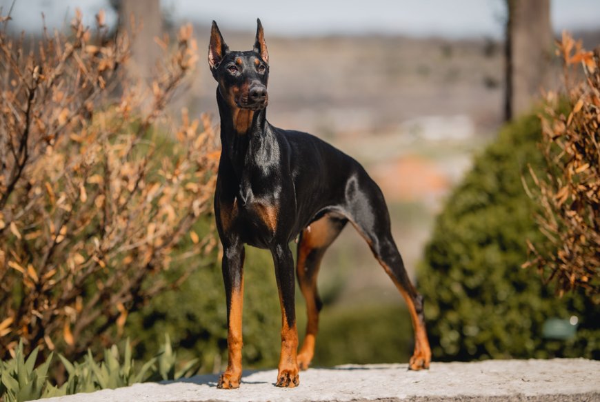 Professionally Trained Doberman for Sale: The Ultimate in Executive Protection Dogs