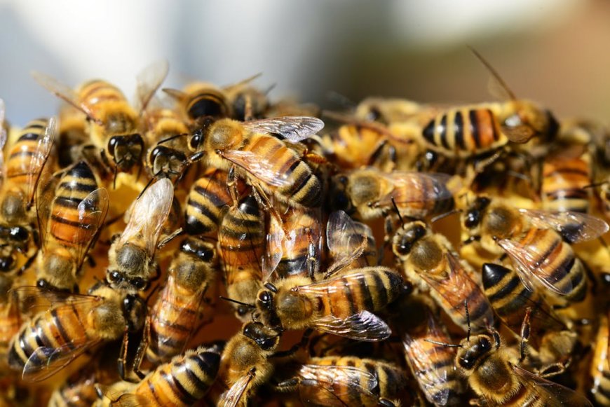 Why Professional Beehive Removal Is Worth the Investment