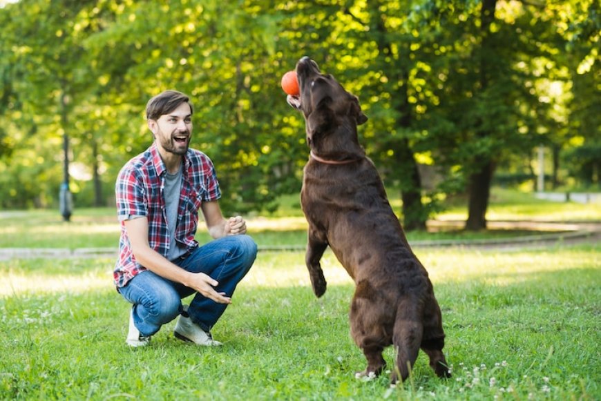 Looking for Dog Training Services in LA? Try In-Home Coaching