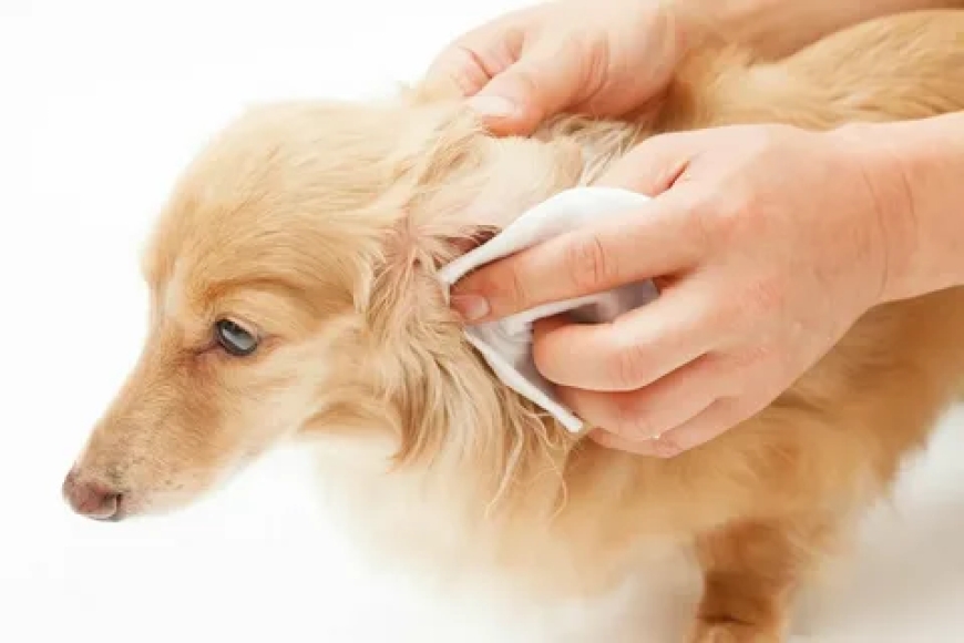 Top Benefits of Regular Dog Ear Cleaning